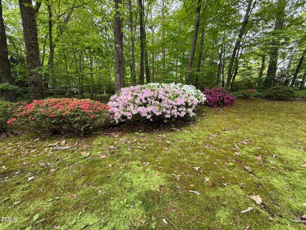 Landscaping with azaleas outside of a mid century modern house in durham north carolina.