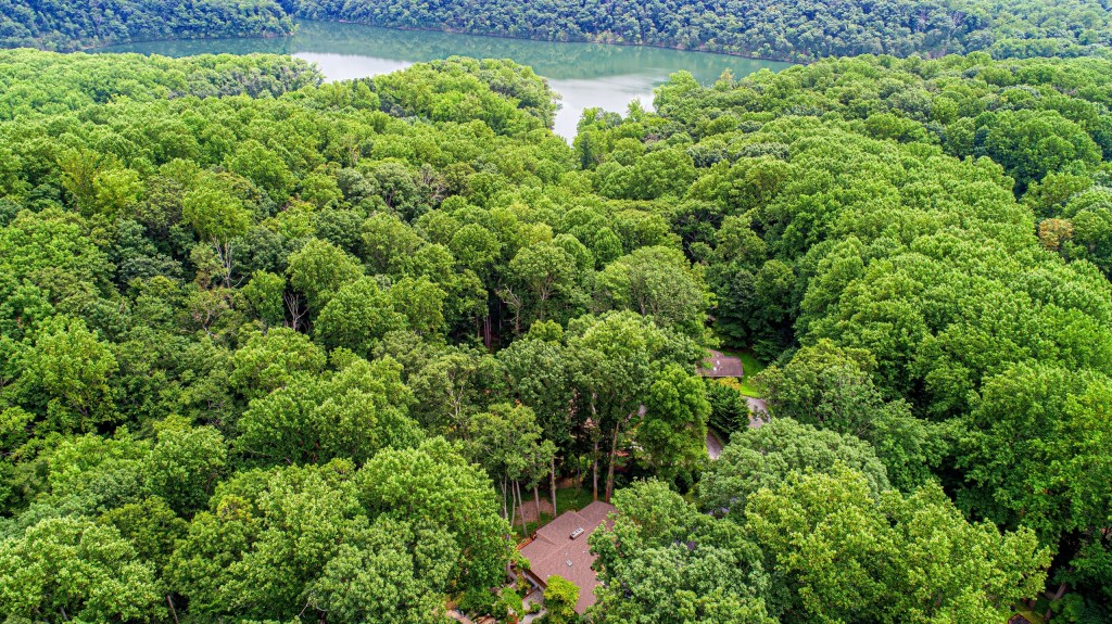 Forest views with a peak of the lake