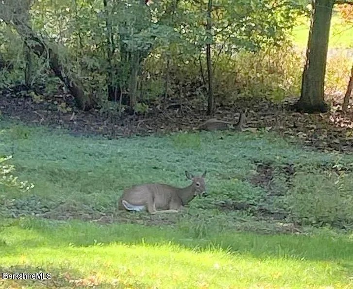 Deer in the yard of a restored 18th-century Georgian home in Williamstown Massachusetts
